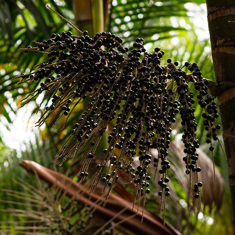 Bruleurs de graisse Burners Acai